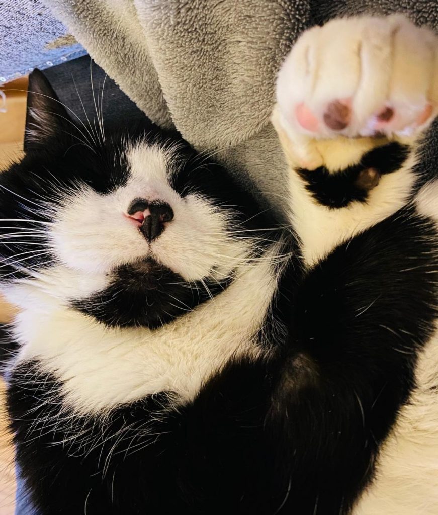 Ollie giving a high five!